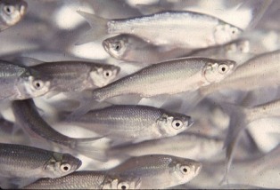 Baitfish – Freshwater Aquaculture